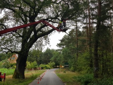 Zabiegi pielęgnacyjne pomników przyrody ZPK, 